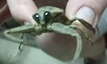 Lethocerus sp.